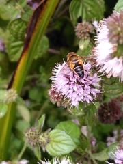 Eristalis pertinax