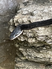 Pantherophis obsoletus