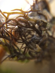 Gracilaria chilensis