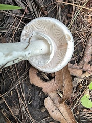 Amanita magnivelaris