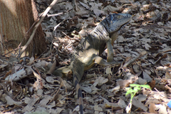 Iguana iguana