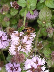 Eristalis pertinax