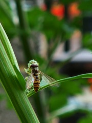 Episyrphus balteatus