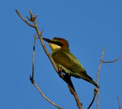 Merops apiaster
