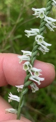 Spiranthes lacera