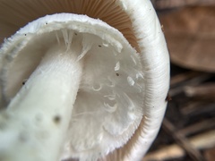 Amanita magnivelaris