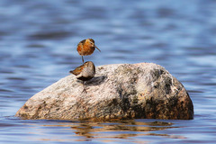 Calidris ferruginea