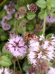 Eristalis pertinax