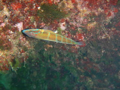 Thalassoma pavo