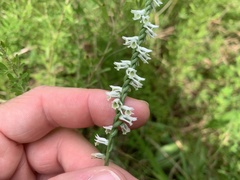 Spiranthes lacera