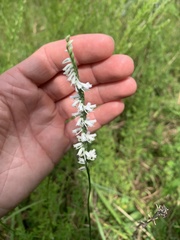 Spiranthes lacera