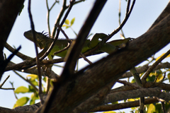 Iguana iguana