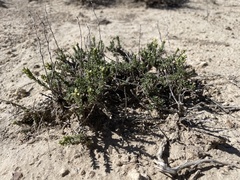 Artemisia pygmaea