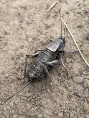 Anabrus simplex