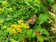 Libytheana carinenta
