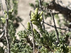 Artemisia pygmaea