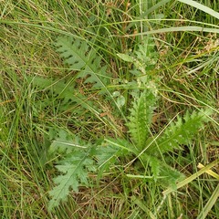 Cirsium palustre