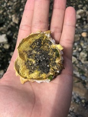 Telmessus cheiragonus