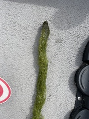 Utricularia macrorhiza