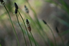 Plantago lanceolata