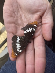 Limenitis lorquini