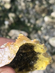 Telmessus cheiragonus