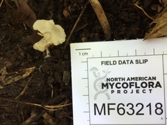 Entoloma byssisedum