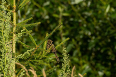 Emberiza schoeniclus