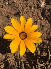Gazania