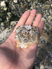 Telmessus cheiragonus