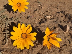 Gazania