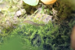 Myriapoda
