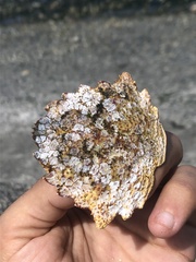 Telmessus cheiragonus