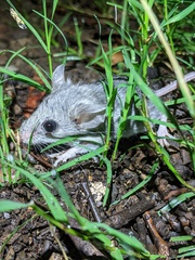 Peromyscus sonoriensis