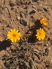 Gazania