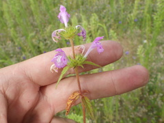 Galeopsis ladanum
