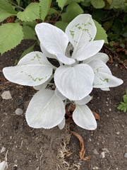 Stachys byzantina