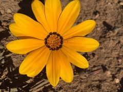 Gazania