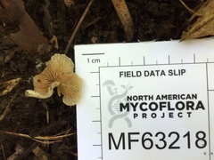 Entoloma byssisedum