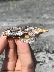 Telmessus cheiragonus