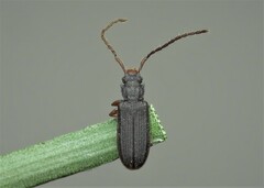Uleiota planata