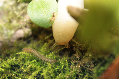 Myriapoda