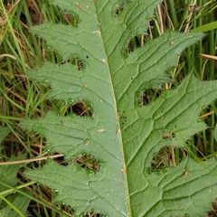 Cirsium palustre