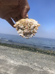 Telmessus cheiragonus