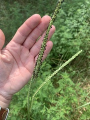 Paspalum floridanum