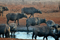 Syncerus caffer caffer