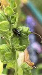 Cosmopepla lintneriana