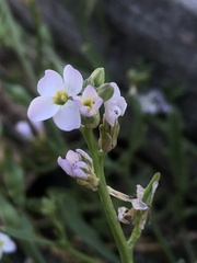 Cakile maritima