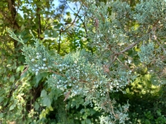 Juniperus virginiana