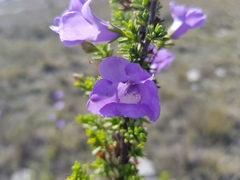 Leucophyllum pringlei